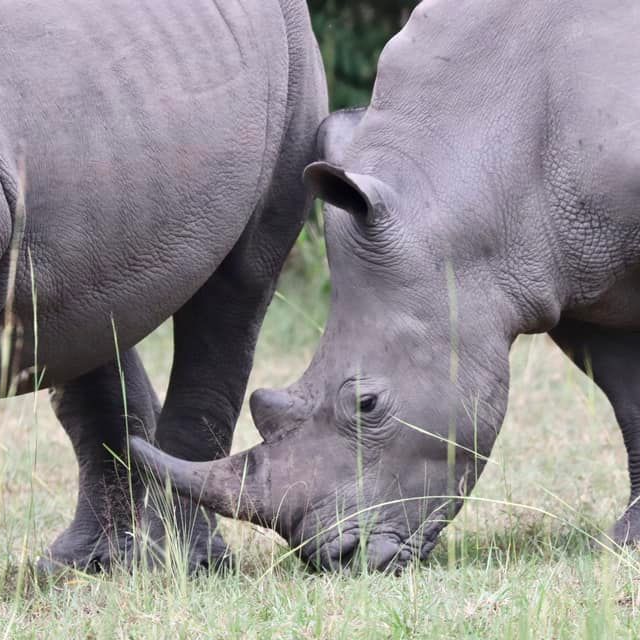 Premiere_Travel_Planners_white_rhino_conservation_Uganda_safari