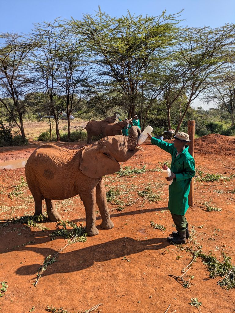 feeding orphaned elephants in Africa