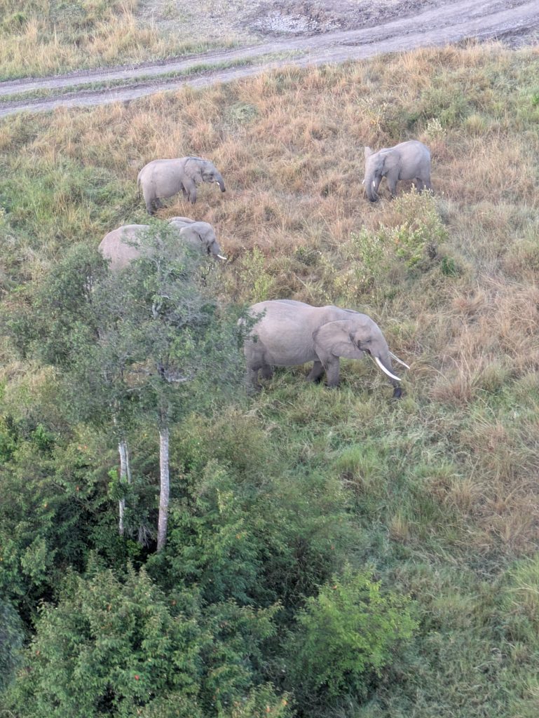 View from sunrise hot air balloon -Herd of elephants in the Maasai Mara from 