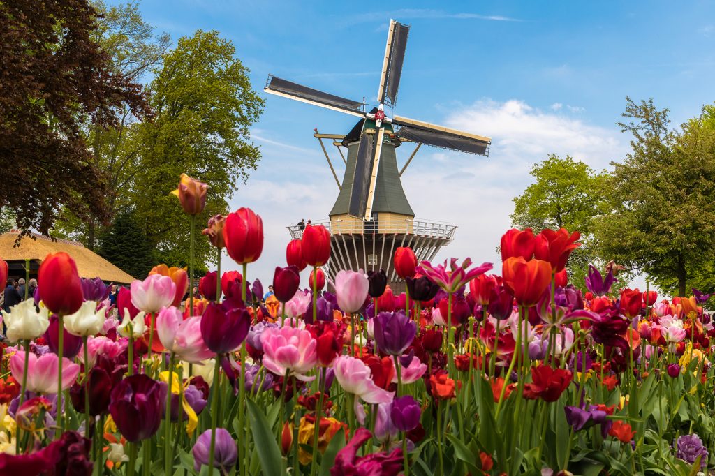 tullips and a windmill during a stop on a Europe river cruise