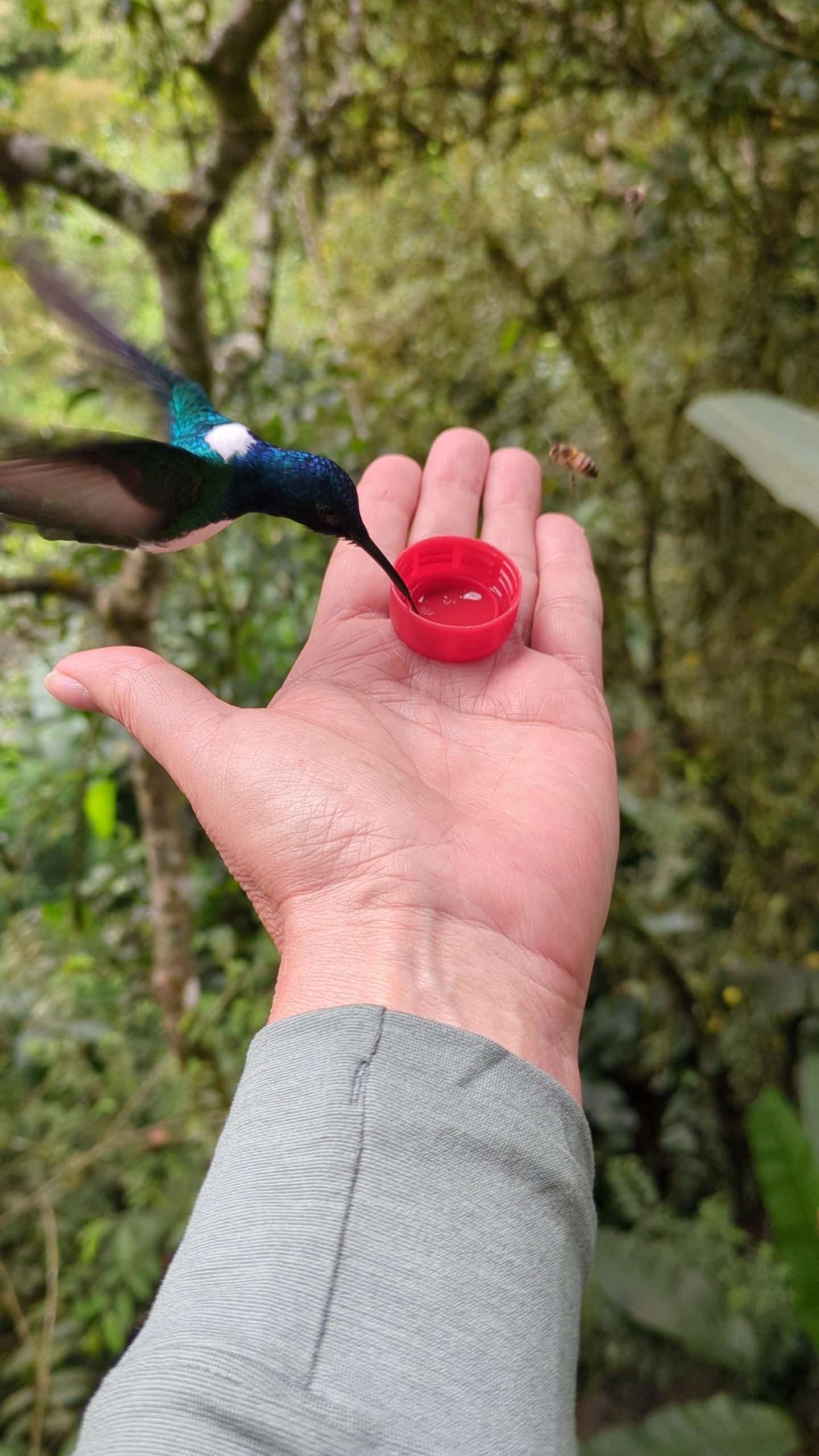 hummingbird drinking sugar water from a woman's hand