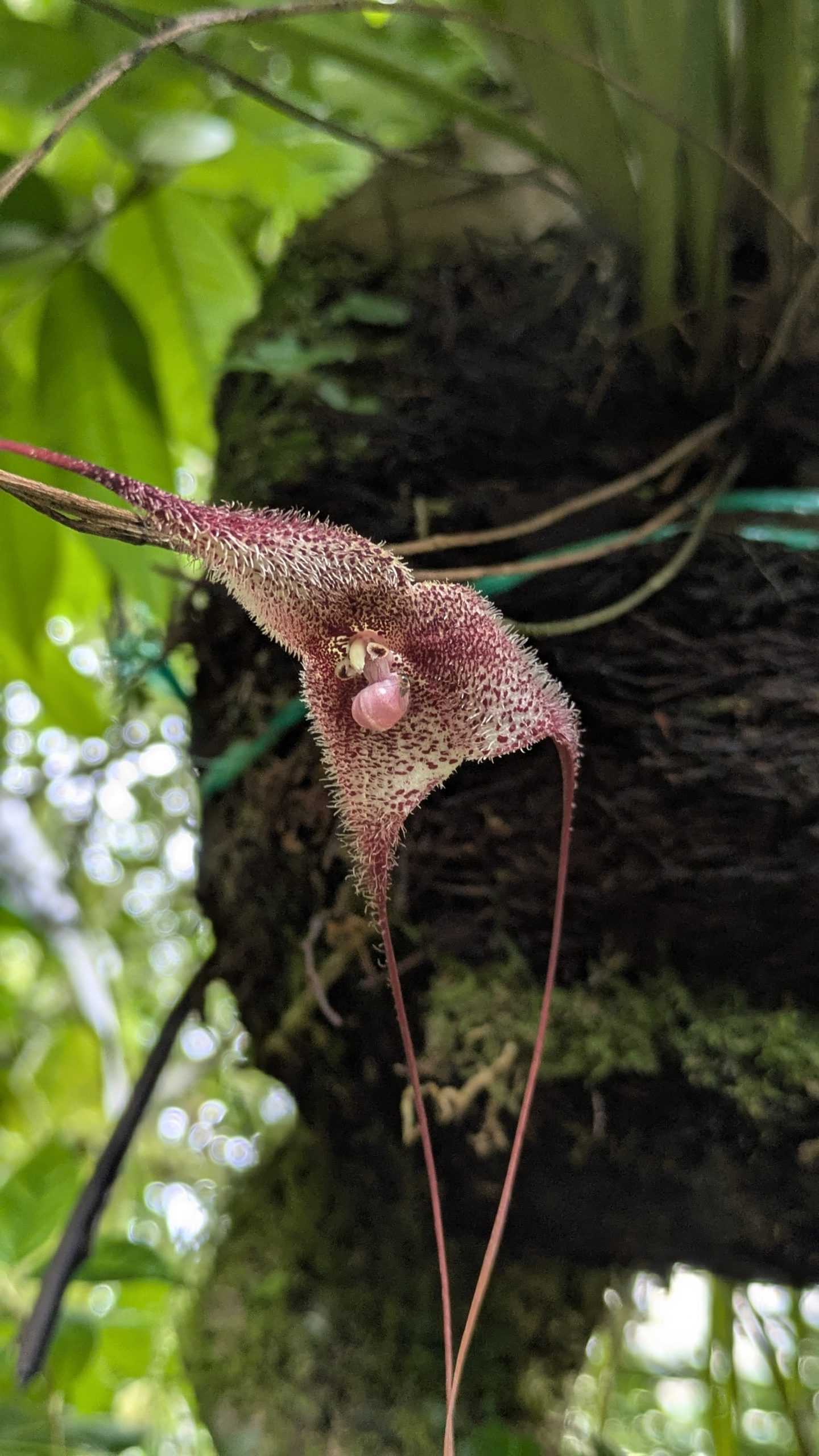 close-up picture of orchid