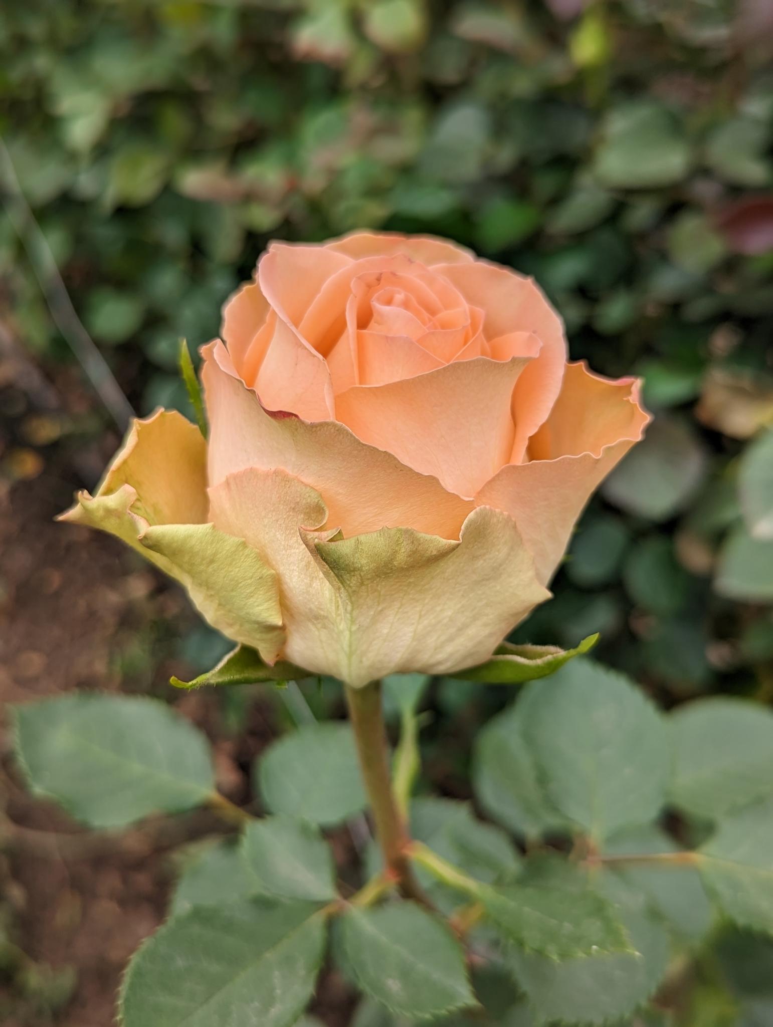 Rose plantation near Quito