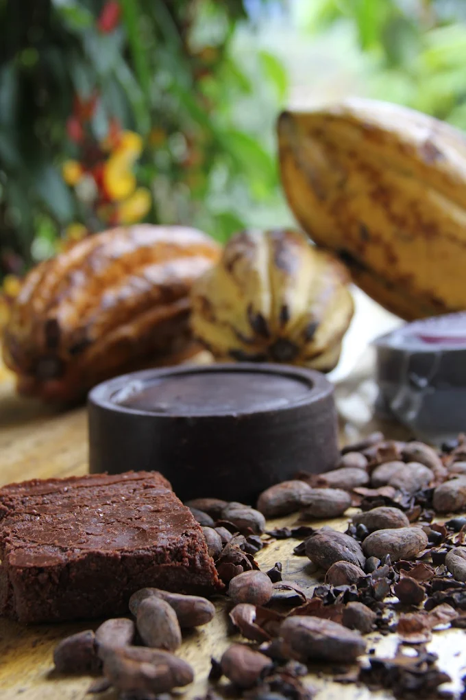 chocolate tasting in Mindo