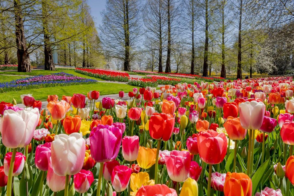 Time your trip in spring to see Tulips bloom